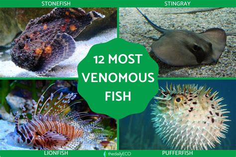 venomous fish|The Top 10 Most Venomous Fish in the World .